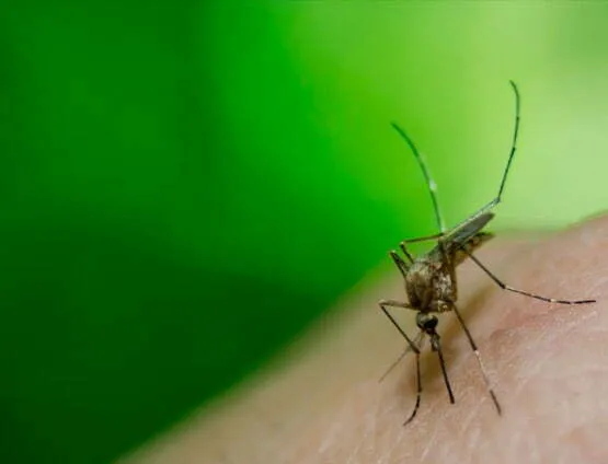 Repelente de mosquitos